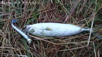 �����Х����參��