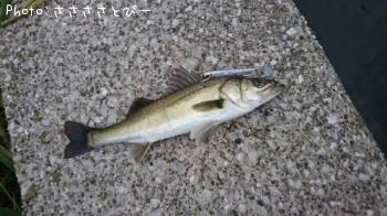 �����Х����參��