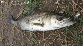 �����Х����參��