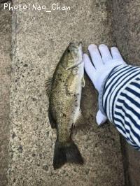 ���⡼��ޥ����Х�