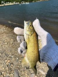 ���⡼��ޥ����Х�