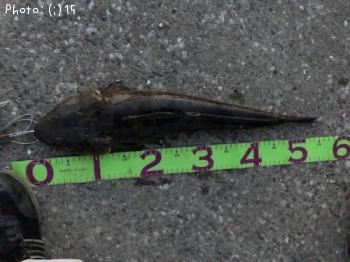 ¥·¥ê¥ä¥±¡¢¥Þ¥´¥Á