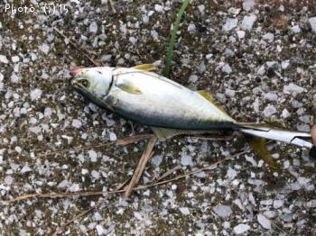 �參���������Х�