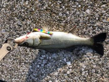 �參���������Х�