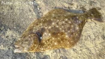 ¥Ò¥é¥á¡Ê¥½¥²¡Ë