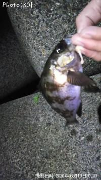 ��饽��