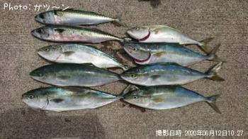 ���ʥ�������