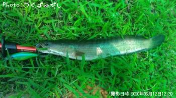 ��̳����ʥ��ȥ饤�ץ��͡����إåɡ�