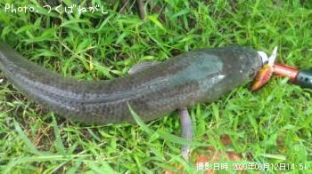 ��̳����ʥ��ȥ饤�ץ��͡����إåɡ�