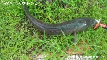 ��̳����ʥ��ȥ饤�ץ��͡����إåɡ�