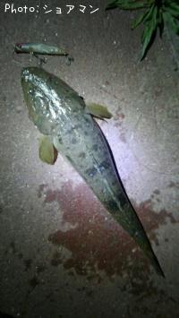 �ޥ���