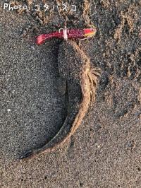 �ޥ���