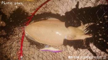 ��󥴥�����