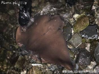 �ʥ�ȥӥ���