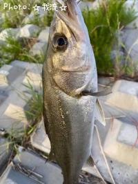 �����Х�