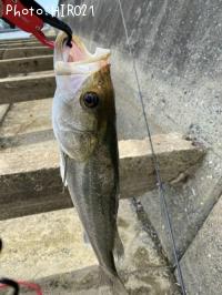 �����Х�