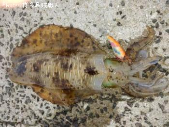 �����ꥤ�������ߥʥꥤ��