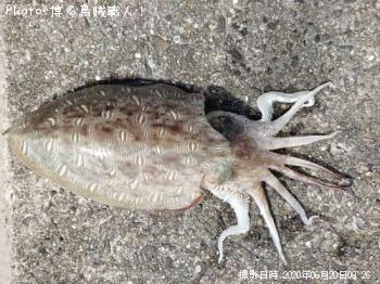 ���ߥʥꥤ��