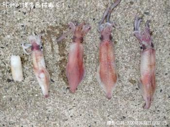 ���󥵥�����