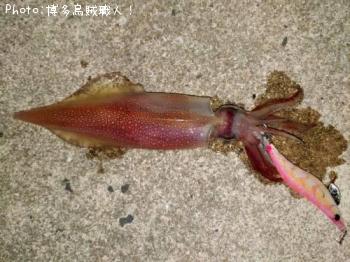 ���󥵥�����