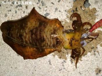 ���󥵥�����