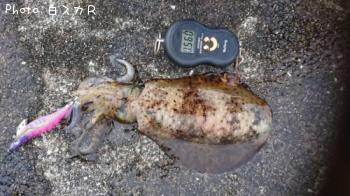 �����ꥤ��