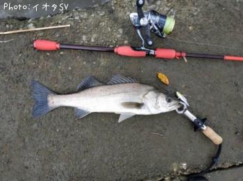 �����Х�