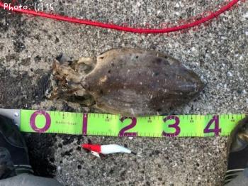 ¥â¥ó¥´¥¦¥¤¥«