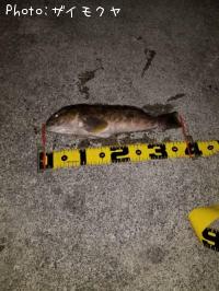 �����ʥ�