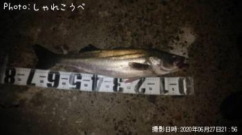 �����Х�