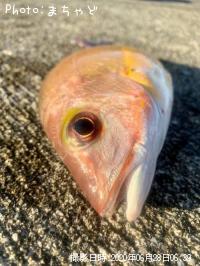 ���ӥ��ʥ����ڥ����ե�������