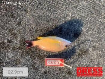 ���ӥ��ʥ����ڥ����ե�������