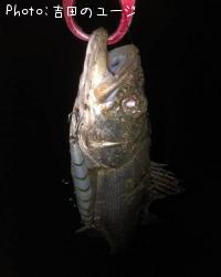 �����Х�