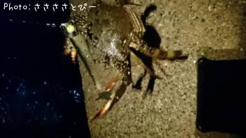 ���쥤���勵�ꥬ��