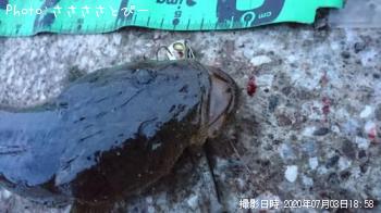 �ޥ������勵�ꥬ��