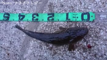 �ޥ������勵�ꥬ��