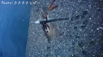 �ޥ������勵�ꥬ��