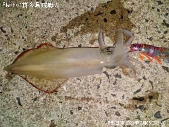 ���󥵥�����