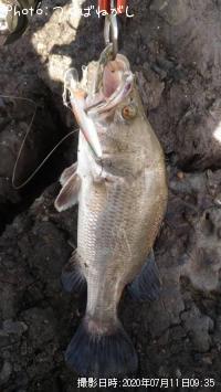 Äà²Ì³¤³°¡Ê¥Ð¥é¥Þ¥ó¥Ç¥£¡Ë