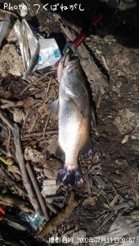 Äà²Ì³¤³°¡Ê¥Ð¥é¥Þ¥ó¥Ç¥£¡Ë