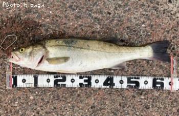 �����Х�