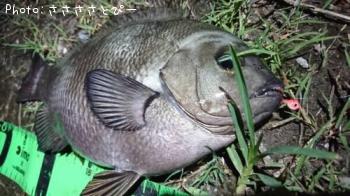 �������᥸��