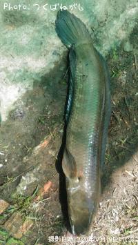 ��̳����ʥ��ȥ饤�ץɥ��͡����إåɡ�