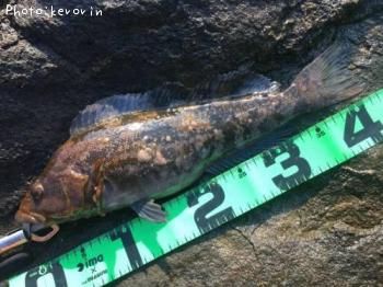 �����ʥ�