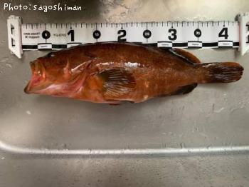 �����ϥ�