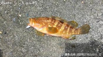 �����ϥ�