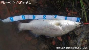 Äà²Ì³¤³°¡Ê¥Ð¥é¥Þ¥ó¥Ç¥£¡Ë