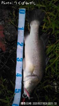 ��̳����ʥХ�ޥ�ǥ���