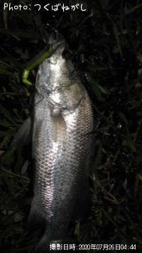 ��̳����ʥХ�ޥ�ǥ���