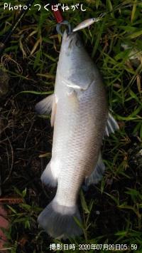 ��̳����ʥХ�ޥ�ǥ���